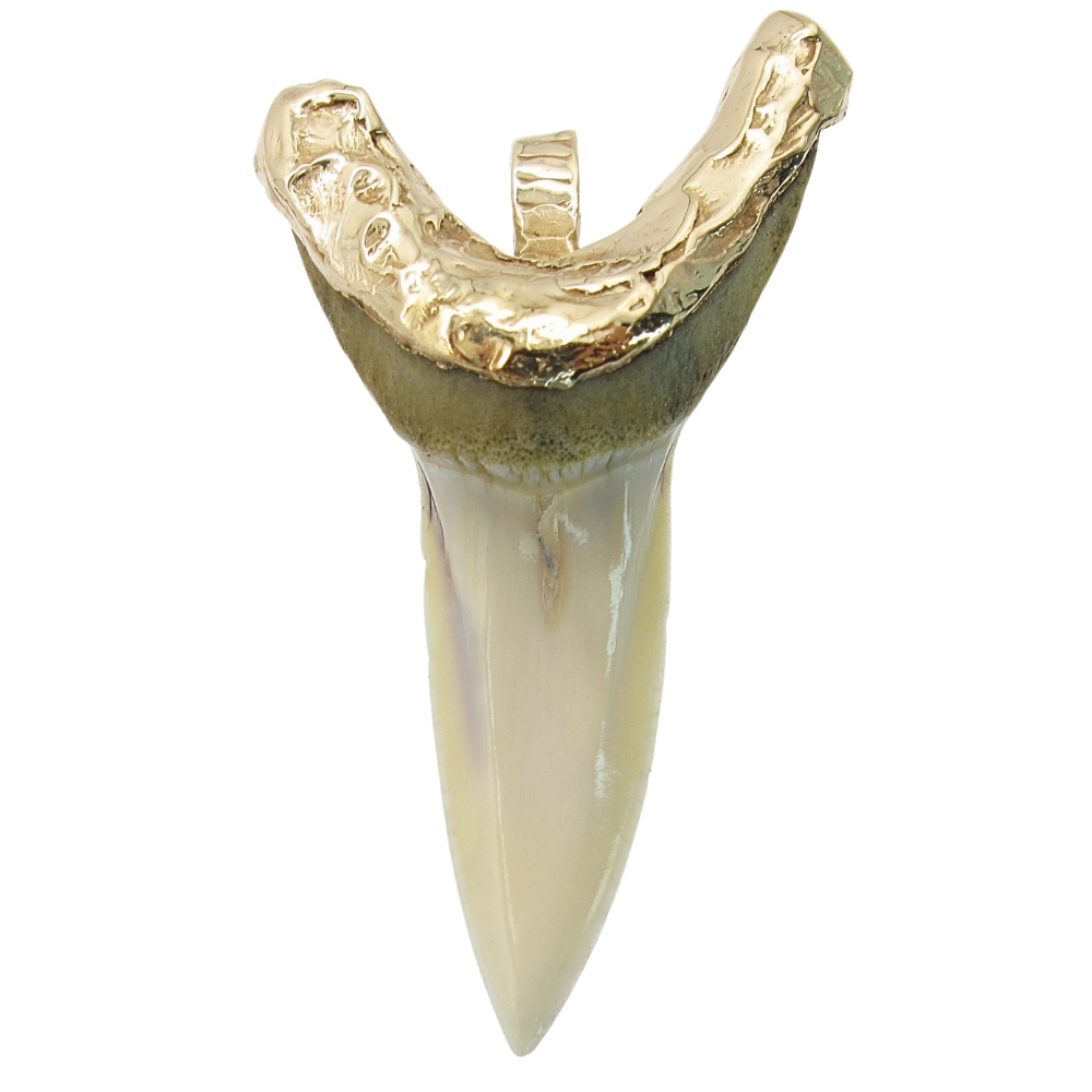 LARGE 14K Gold Capped Shark Tooth Pendant Charm